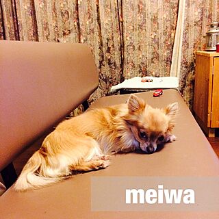 リビング/部屋というより犬/ペット/IKEAのインテリア実例 - 2014-02-01 23:26:43