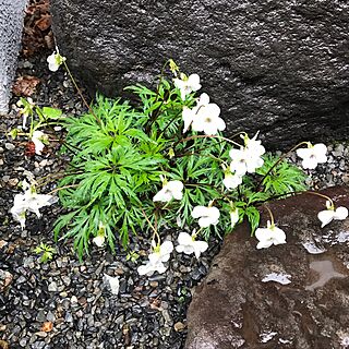 玄関/入り口/肥後スミレ/インテリアじゃなくてごめんなさい/裏庭/花のある暮らしのインテリア実例 - 2017-04-08 14:52:19