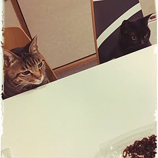 賃貸/ねこ族/ねこと暮らす/猫のいる暮らし/ねこのいる日常...などのインテリア実例 - 2017-03-13 19:08:31