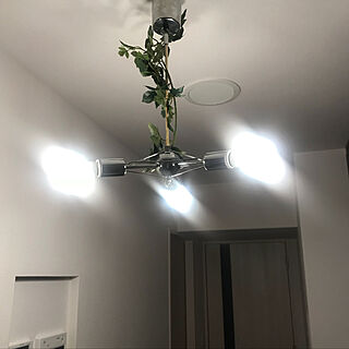 壁/天井/フェイクグリーン/照明 リビング/照明好き/照明器具...などのインテリア実例 - 2018-04-04 00:23:36