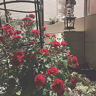 玄関/入り口/薔薇が好き/薔薇のある暮らし/花のある暮らし/ナチュラル...などのインテリア実例 - 2024-05-17 09:42:21