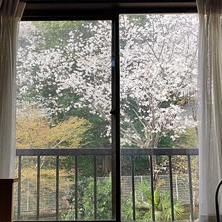 窓辺/桜/ベッド周り/窓からの眺めのインテリア実例 - 2023-03-26 17:00:36