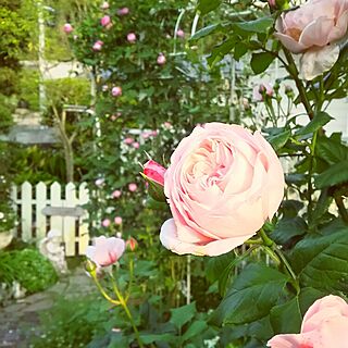 玄関/入り口/庭/薔薇が好き/花のある暮らし/柵...などのインテリア実例 - 2016-05-15 07:06:27