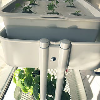 棚/Indoor edible garden/ホワイトインテリア/white interior/IKEA...などのインテリア実例 - 2018-01-03 10:09:05