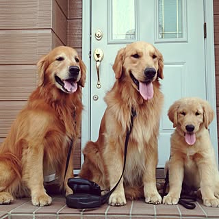 玄関/入り口/愛犬と暮らす家/可愛い♡/ナチュラル/犬と暮らす家...などのインテリア実例 - 2016-05-17 19:52:47