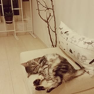 しまこ/ねこ/IKEA/ホール/2階のインテリア実例 - 2015-08-26 10:30:34