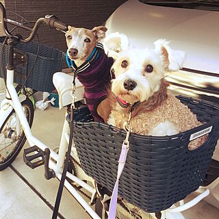 玄関/入り口/乗せてみた/カゴを変更/自転車のかご/ブリジストン...などのインテリア実例 - 2017-02-14 00:16:08