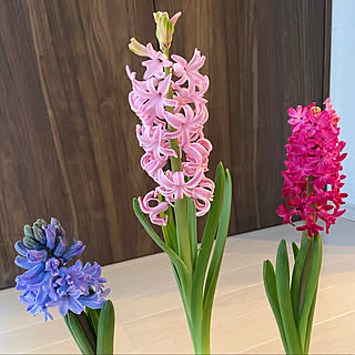 ヒヤシンス 花瓶 グリーン イギリス ドイツ アンティーク Bkny 5qab Hu