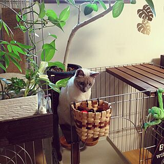 棚/観葉植物/ねこ/シャム/植物...などのインテリア実例 - 2015-12-28 17:28:18