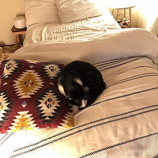 猫と眠る/猫とインテリア/IKEA/ベッド周りのインテリア実例 - 2020-12-04 22:42:11