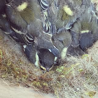 玄関/入り口/鳥の巣箱/シジュウカラの成長記録/巣箱/成長記録...などのインテリア実例 - 2016-05-14 13:00:27