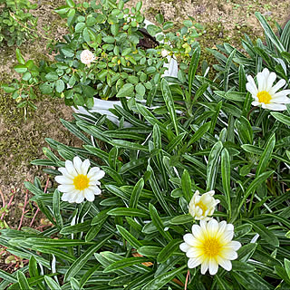 5月から10月開花/6月26日誕生花/宿根草を植えてます/南の庭/快晴27℃...などのインテリア実例 - 2021-09-20 10:14:01