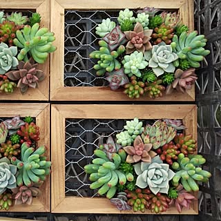 多肉 星の王子のおしゃれなアレンジ 飾り方のインテリア実例 Roomclip ルームクリップ 多肉 星の王子のおしゃれなアレンジ 飾り方のインテリア実例 Roomclip ルームクリップ