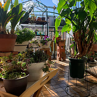 好きな風景/日光浴中♪/多肉植物/多肉植物のある暮らし/観葉植物...などのインテリア実例 - 2023-01-30 10:39:53