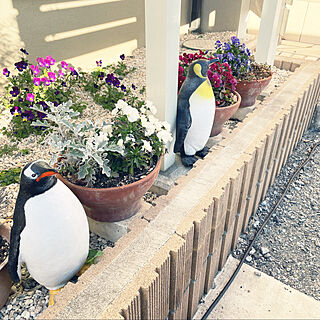 ペンギンの置き物/花/庭/寄植え/春の庭...などのインテリア実例 - 2022-03-15 16:40:43