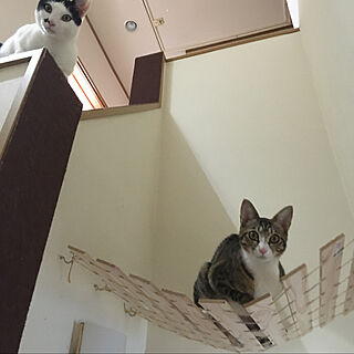 猫スペース/DIY/壁/天井/ネコの落下防止DIY/ねこが好き...などのインテリア実例 - 2020-04-28 08:00:44