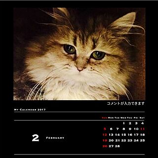 カレンダー2017/ねこ/殺処分のない世界/ペルシャ猫/チンチラゴールデン...などのインテリア実例 - 2016-11-20 08:08:22