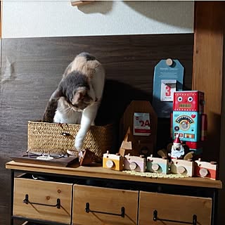 棚/暮らしを楽しむ/保護猫/三毛猫/猫と暮らす...などのインテリア実例 - 2023-12-03 20:39:55