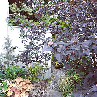 庭 アメリカテマリシモツケ ディアボロのおしゃれなインテリアコーディネート レイアウトの実例 Roomclip ルームクリップ
