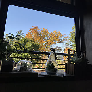 玄関/入り口/紅葉してきましたー！/ベランダ風景/今日はいいお天気☀️/携帯壊れて一からｽﾀｰﾄ...などのインテリア実例 - 2017-11-06 08:16:07