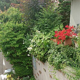 壁/天井/my garden/花のある暮らし/外壁/ゼラニウムのインテリア実例 - 2017-05-31 08:37:53