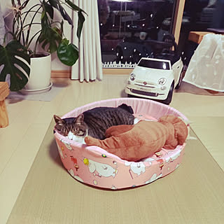 リビング/ムーミンのペット用クッション/飼い主に性格が似てる猫/好きなものに囲まれて寝る/ねこのいる暮らし...などのインテリア実例 - 2022-04-18 18:28:23