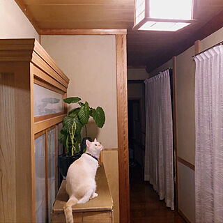 廊下/猫/日本家屋/木のある暮らし/田舎暮らし...などのインテリア実例 - 2021-10-04 21:53:53