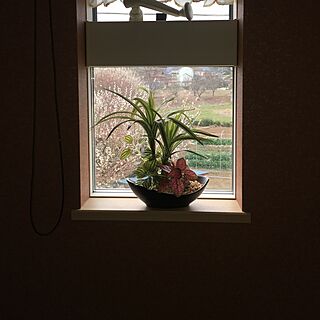 壁/天井/トトロ❤️/窓から見える景色/ニトリのインテリア実例 - 2016-03-18 13:36:34