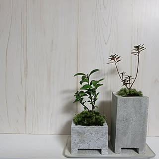 多肉植物/ミニ盆栽/セメント鉢　DIY/壁/天井/壁/天井ではありません...などのインテリア実例 - 2017-01-30 15:42:43