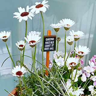 玄関/入り口/寄せ植えの一部/ローダンセマムの花/花と緑のある暮らし/お花大好き♡...などのインテリア実例 - 2019-02-03 08:15:39