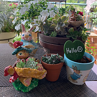 ★多肉植物　寄せ植え〜手作り木製HOUSE うさぎさんのお家寄せ〜★ ☆多肉植物寄せ植え〜手作り木製HOUSE うさぎさんのお家寄せ〜☆