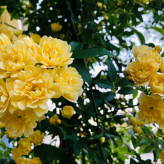 いつもいいねやコメントありがとう♡/RCの出会いに感謝♡/薔薇のある暮らし/植物のある暮らし/おうち時間を楽しむ...などのインテリア実例 - 2021-05-03 20:53:04