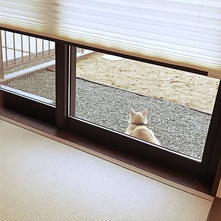 玄関/入り口/ひなたぼっこ/猫ちゃん/和室/庭のインテリア実例 - 2017-05-27 20:04:21