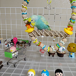 棚/インコ/セキセイインコと暮らす/せきせいいんこ♪/セキセイインコ...などのインテリア実例 - 2020-10-11 13:19:28