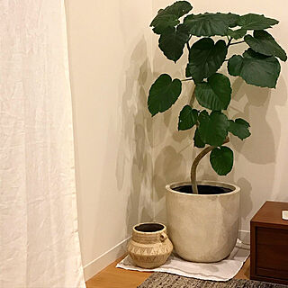 IKEAのカーテン/ウンベラータ/鉢カバー/観葉植物のある部屋/観葉植物...などのインテリア実例 - 2019-11-29 12:43:50