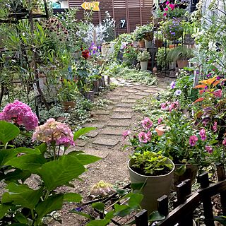玄関/入り口/道から見える庭/お庭/植物/ガーデン...などのインテリア実例 - 2017-06-07 15:51:08