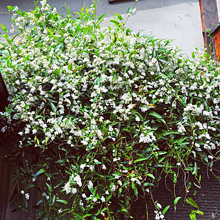 自然と暮らす/京町家に住む/植物のある暮らし/花のある暮らし/京風坪庭...などのインテリア実例 - 2018-04-03 14:33:44