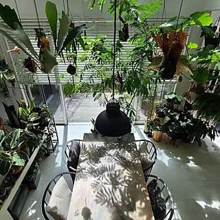 部屋全体/吹き抜け/観葉植物/観葉植物のある暮らし/ig→mimt38...などのインテリア実例 - 2023-09-11 11:16:17