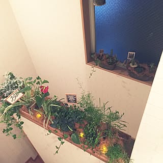 玄関/入り口/植物いっぱい❤/吹き抜け窓/ダイソーLEDキャンドル/プミラフィカス...などのインテリア実例 - 2015-11-20 22:58:17