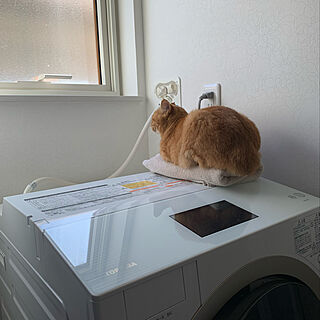 洗濯機/猫6匹/ねことここちよく暮らす/猫/猫と暮らす...などのインテリア実例 - 2022-08-25 07:57:55