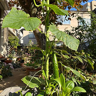 庭活/野菜作り/家庭菜園/暮らしを楽しむ/家庭菜園の野菜...などのインテリア実例 - 2021-11-19 21:36:09