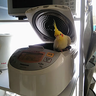 キッチン/鳥部/抹茶/いぬのきもち/インコと暮らす家...などのインテリア実例 - 2020-08-22 15:08:29