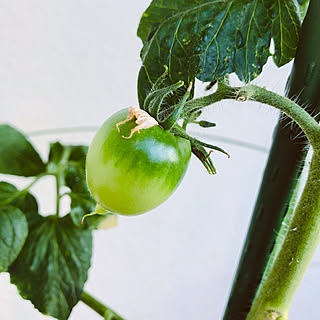 部屋全体/蕾が膨らみ始めました/花が咲きました/ベランダ/プランター...などのインテリア実例 - 2023-11-05 11:27:59