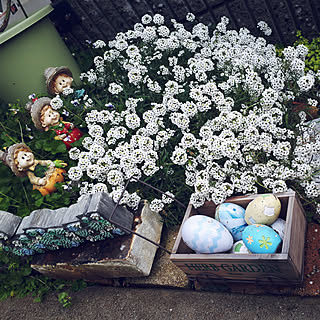 部屋全体/お庭のお花♡/しょくぶつのある暮らし/お花のある生活❁/てづくりの庭...などのインテリア実例 - 2019-12-31 13:04:33