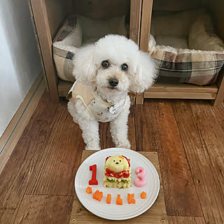 13歳おめでとう/ミルクの誕生日/トイプードル多頭飼い/愛犬と暮らす家♡/愛犬...などのインテリア実例 - 2023-03-21 13:47:55