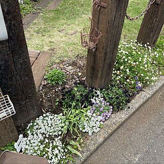 お花が好き/アリッサム/ひなそう/春の庭/ガーデン雑貨...などのインテリア実例 - 2021-05-03 18:10:24