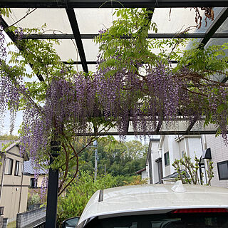 藤の花/ガーデニングが好き/戸建て/見て頂き感謝です♪/積水ハウス鉄骨造...などのインテリア実例 - 2024-04-18 16:13:05