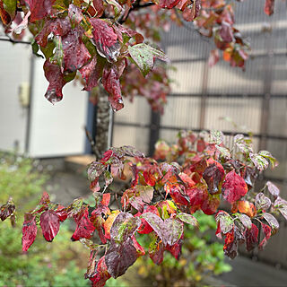 秋の色が綺麗/ハナミズキ紅葉/雨19℃☔️/退院4日目/肌寒い...などのインテリア実例 - 2021-11-12 20:30:46