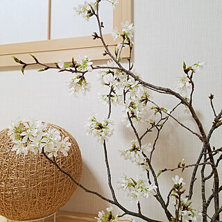 部屋全体/お部屋の中の桜色/桜/い草/パイン板...などのインテリア実例 - 2019-03-30 12:18:58