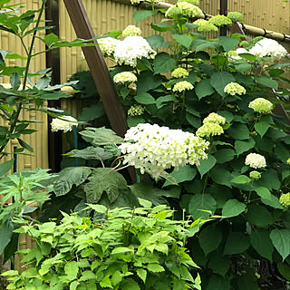 かしわば紫陽花/アナベル/初夏の庭/食卓の花/灯りのある暮らし...などのインテリア実例 - 2020-06-07 13:26:28